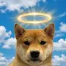 halo