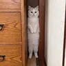 GAPCAT