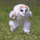 owl