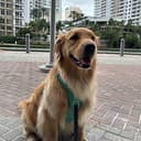BUDDY