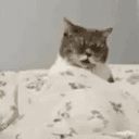 Gcat