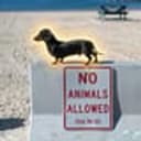 AURADOG