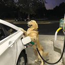 pumpdog