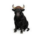 BULL