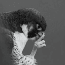 Falcon
