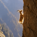 Sisygoat