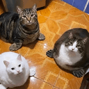 sealcat