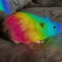 gay