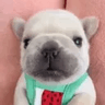 PIBBLE