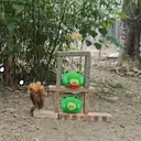 愤怒的小鸡