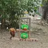 愤怒的小鸡