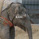 BANI