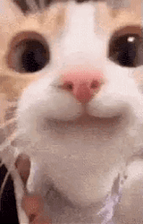 happycat