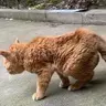 小霸王