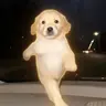 GOOSE