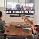 MEMEDOG