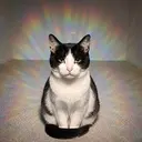 AURACAT