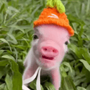pigwif