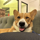 Corgi