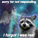 Raccoons