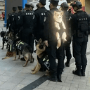 cop