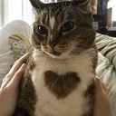 ily