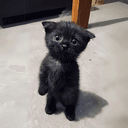 nico