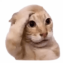 Jeetcat