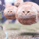 $MEOW