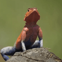 Lizard