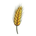 WHEAT