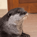 Ottermoka