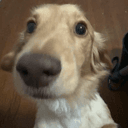 WOOFWOOFWOOF