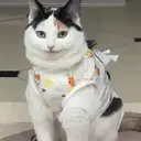 Miaomiao