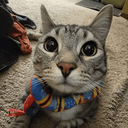Zuzu