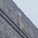 CLIMBCAT