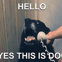 CALLDOG