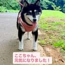 Koko-chan