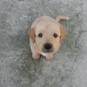 tobi