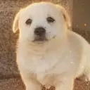 강도리
