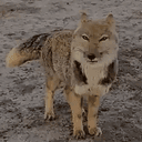 MOGGER