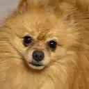 Bubu