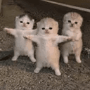 Kittens