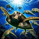 TURTLES