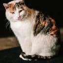 MISSY