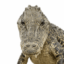 Crocodile