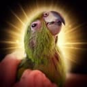 PARROT