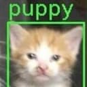 puppy
