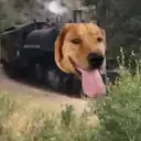 traindog