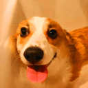 CORGI